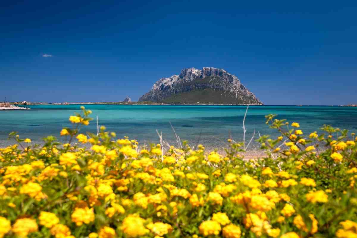 Tavolara Sardegna isola gatto