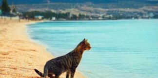 gatti sardegna spiaggia