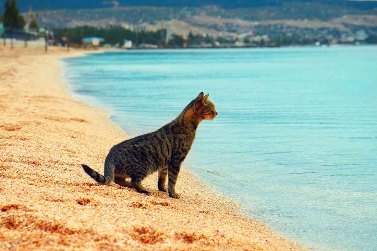 gatti sardegna spiaggia