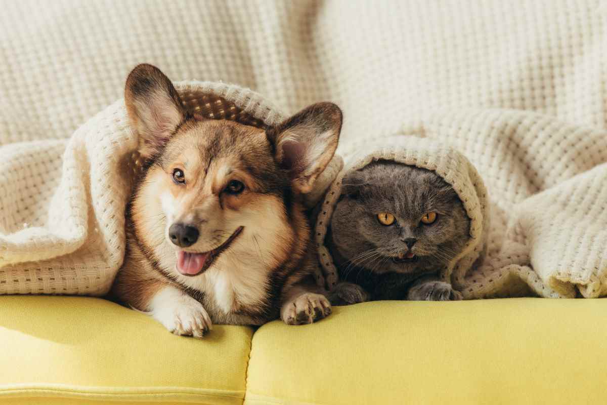 Bonus per gli animali domestici