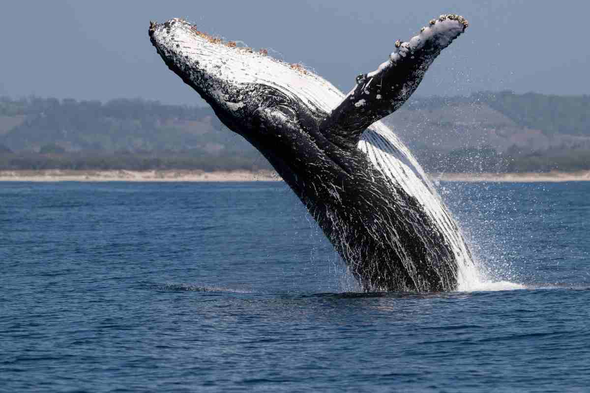 Incontro ravvicinato con una balena per un surfista