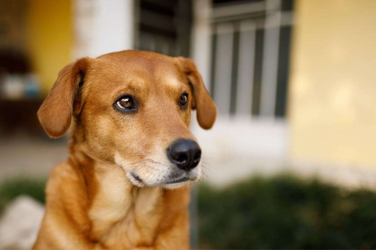 Cane storia emozionante