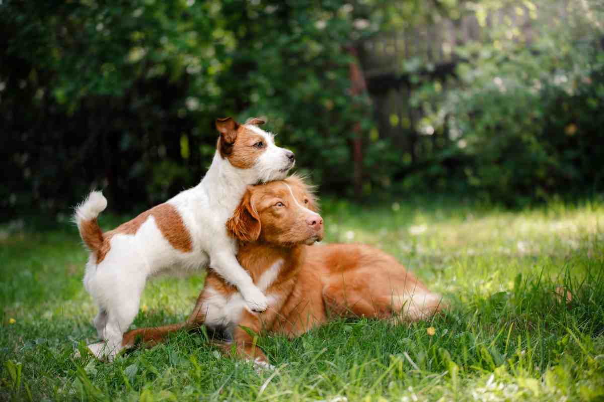 Scoperta nuova malattia che colpisce i cani