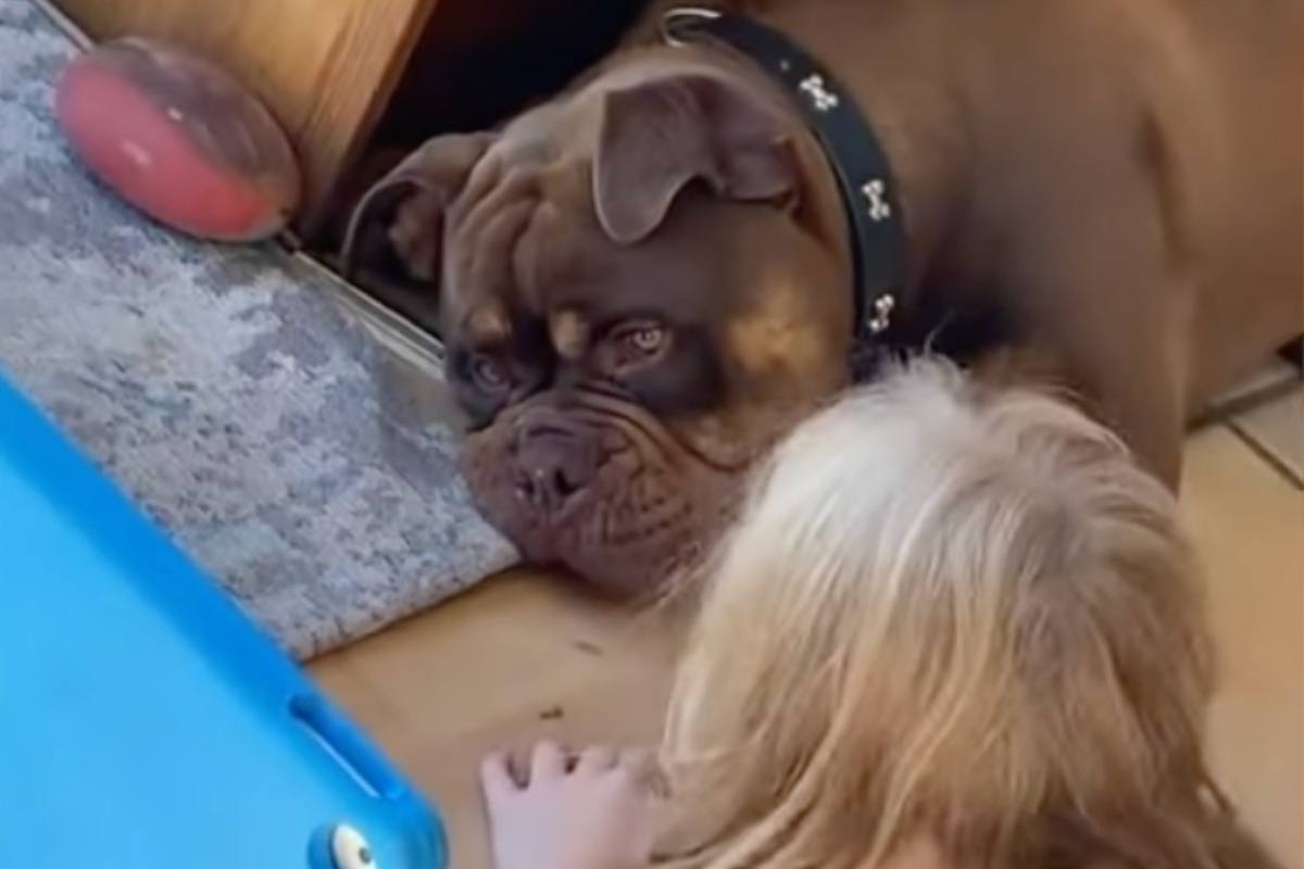 Prendono un cane "anti-tablet" per la bambina