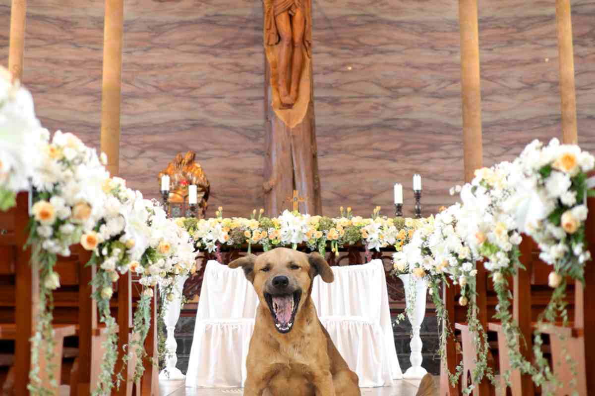 cane randagio interrompe matrimonio