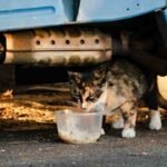 Gatto randagio