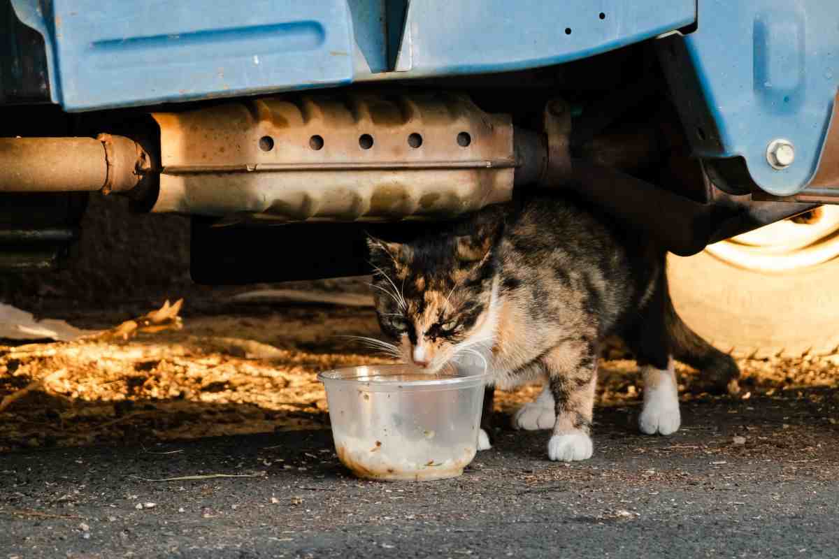 Gatto randagio