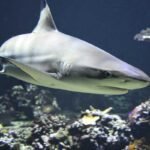 Perde una gamba, è accaduto in Australia