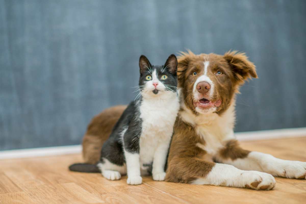 Bonus animali per le spese veterinarie