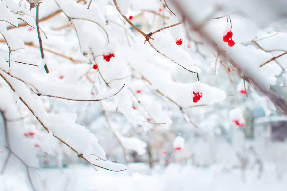 Scopri le piante che fioriscono adesso per avere balconi e giardini in fiore a gennaio