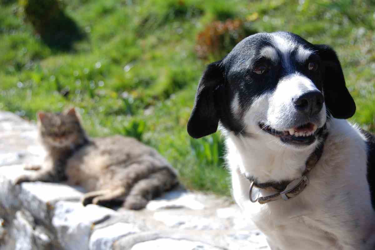 Cane e gatto