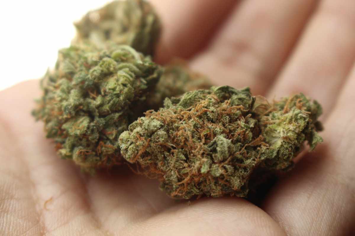 Legalizzazione parziale cannabis, c’è il via libera: svolta nel Paese