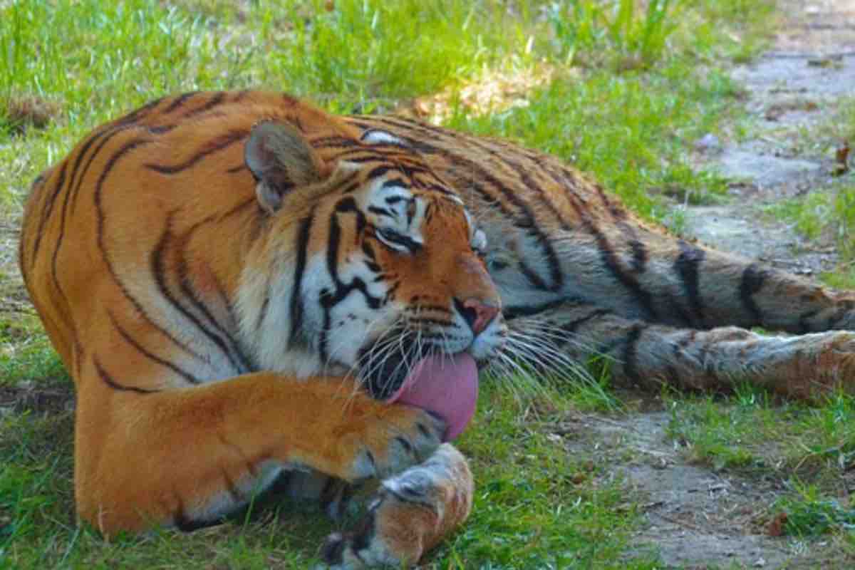 Cuccioli di tigre nati allo zoo: è la prima volta in nove anni