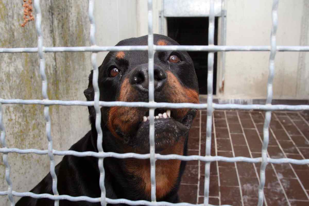 Un cane aggredisce sette persone: indagati i proprietari