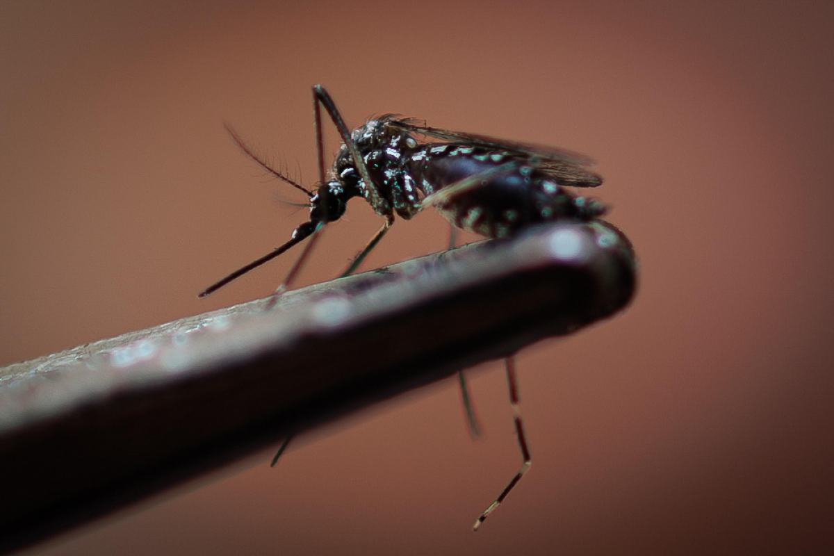 Epidemia Dengue casi record
