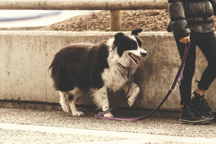 Multa pipì cane 300 Euro spruzzino