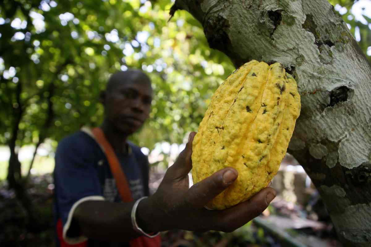 Aumenta il prezzo del cacao