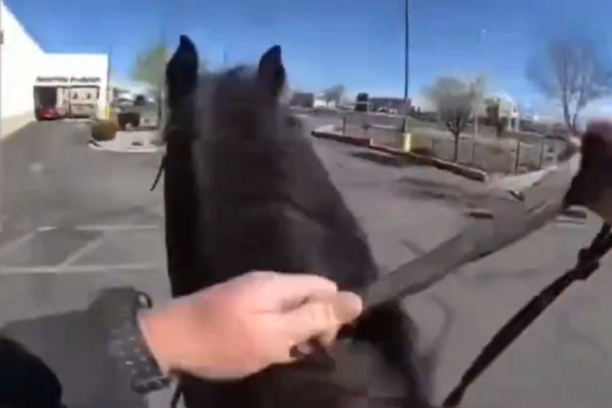 Poliziotti cavallo