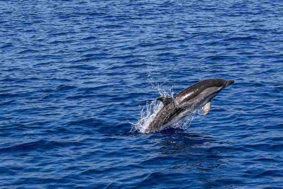 Orrore nel Paese, delfino ucciso a colpi di pistola: taglia su killer