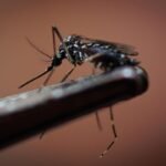 Dengue boom di casi