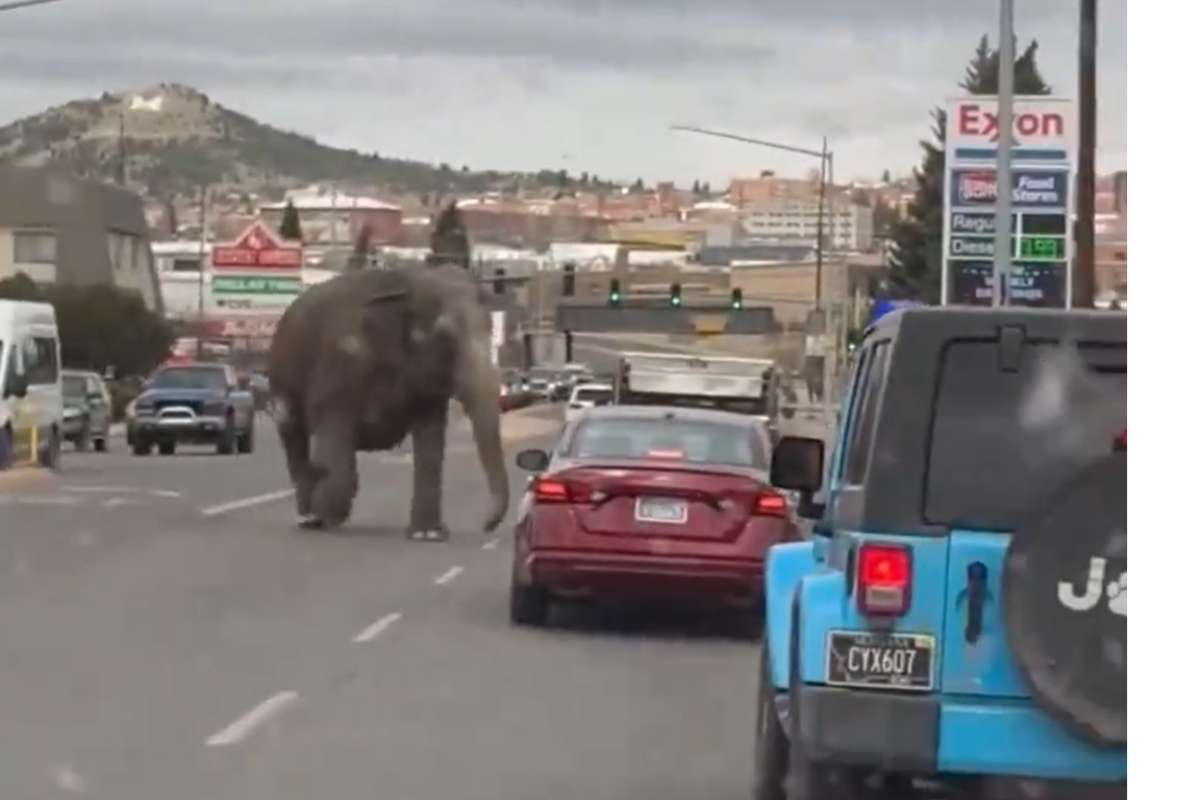 Elefante scappa dal circo, panico in strada: traffico bloccato [VIDEO]