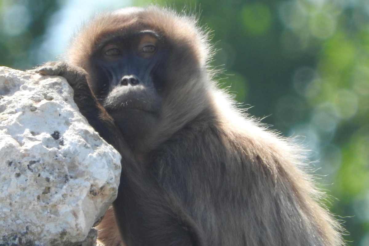 Virus B scimmie, scatta l’allarme: l’appello dei virologi