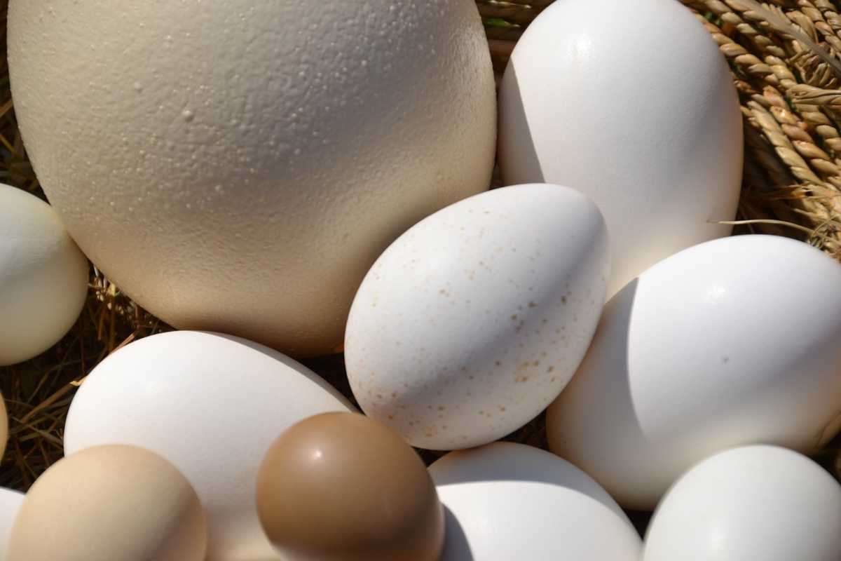 Non solo di gallina: tutte le altre uova in tavola