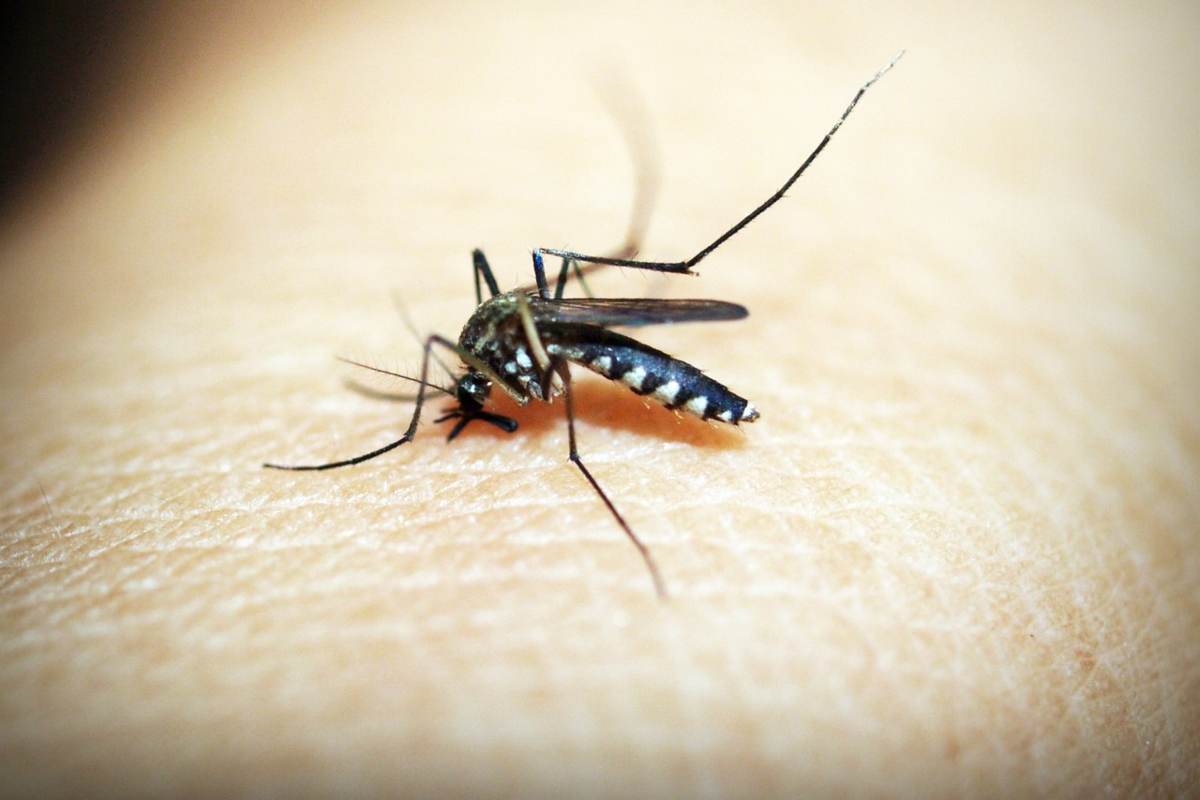 Zanzara della malaria, terrore in Italia: torna a far paura