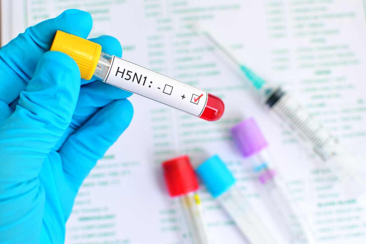 Torna l’aviaria e sembra molto più pericolosa: il virus H5N1 infetta il primo umano
