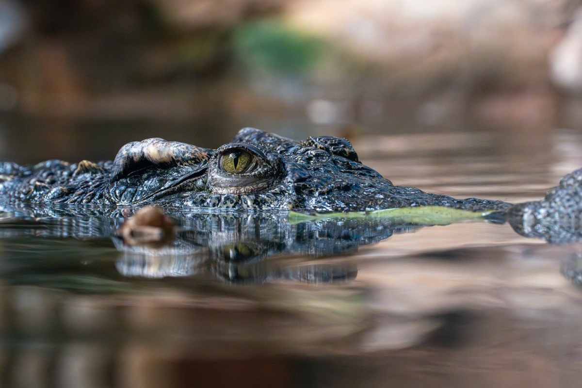 Dramma nel Paese, gettano figlio disabile in pasto ai coccodrilli: nulla da fare per lui