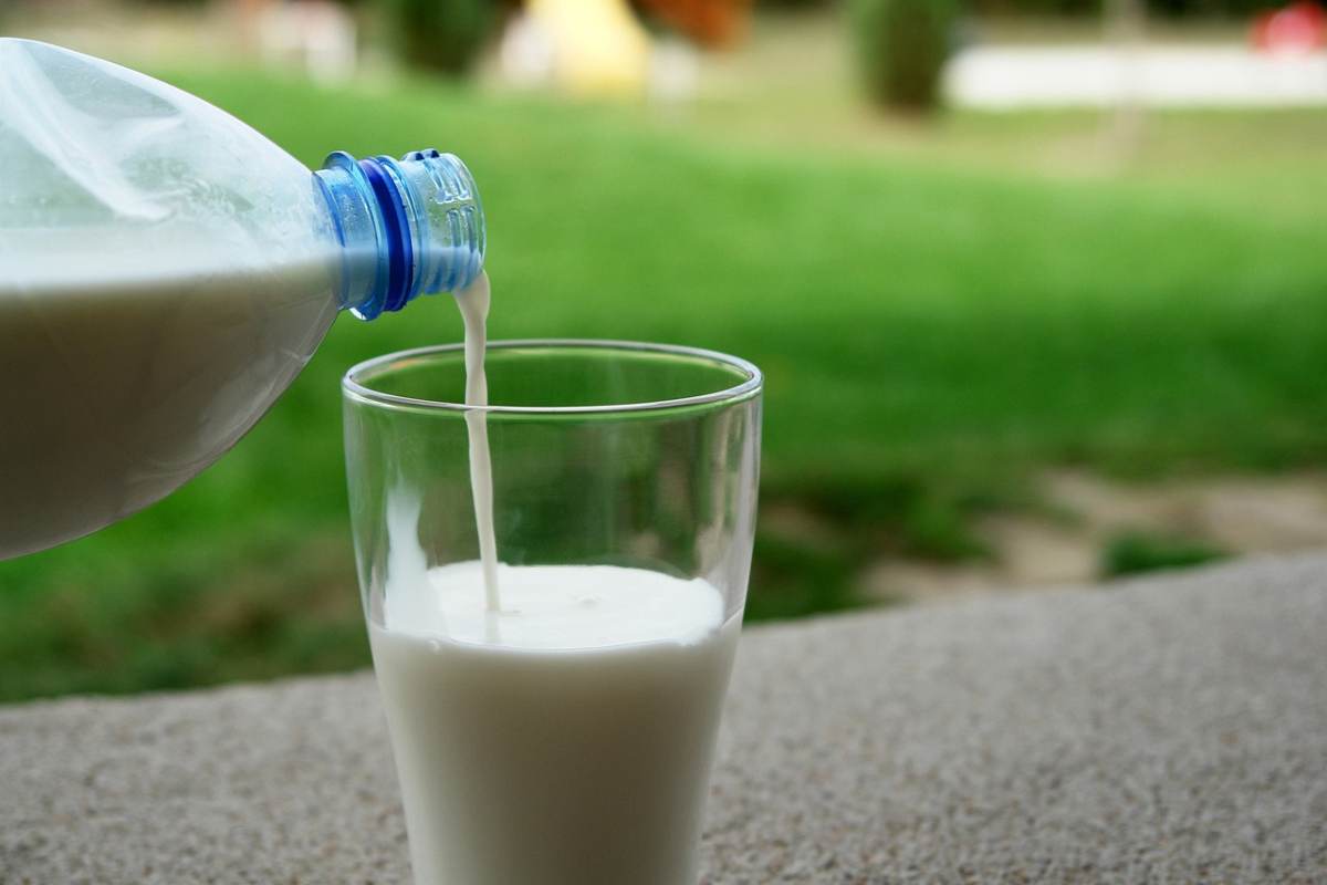 Aviaria mucche, cosa dice il divieto dell’Oms sul consumo del latte crudo?