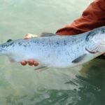 Allarme salmoni in Norvegia: 63 milioni di esemplari morti prematuramente