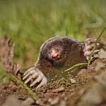 Piccola talpa marsupiale fotografata: “Evento eccezionale, capita 5 volte ogni 10 anni” - FOTO