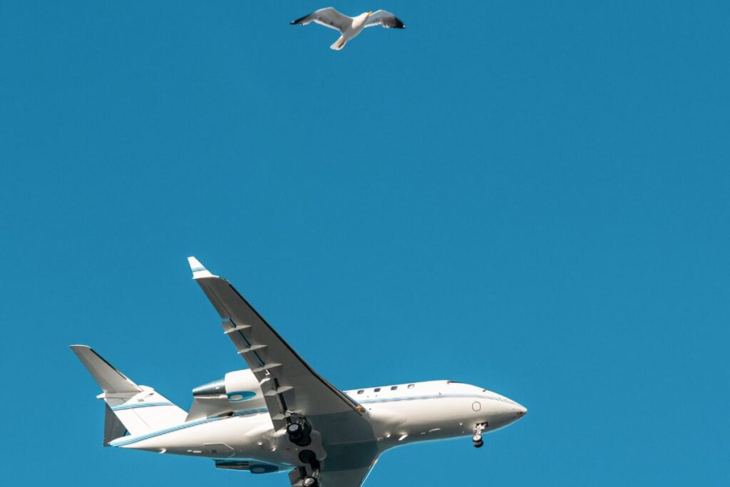 Un uccello può davvero far schiantare un aereo? La spiegazione - Cityrumors