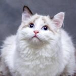 Gatto bianco