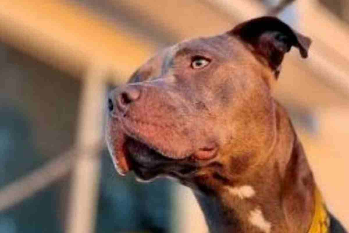 Pittbull sbrana bambina