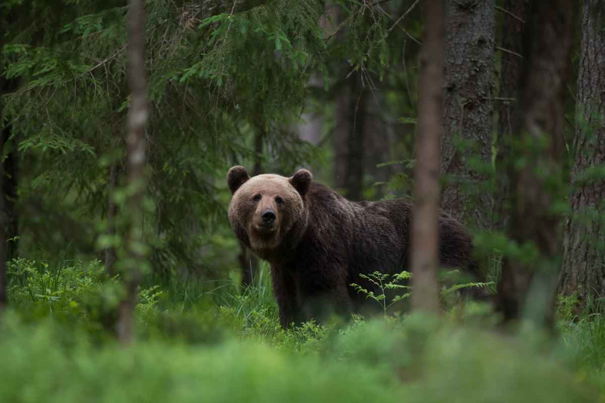 L'orso entra nella storia