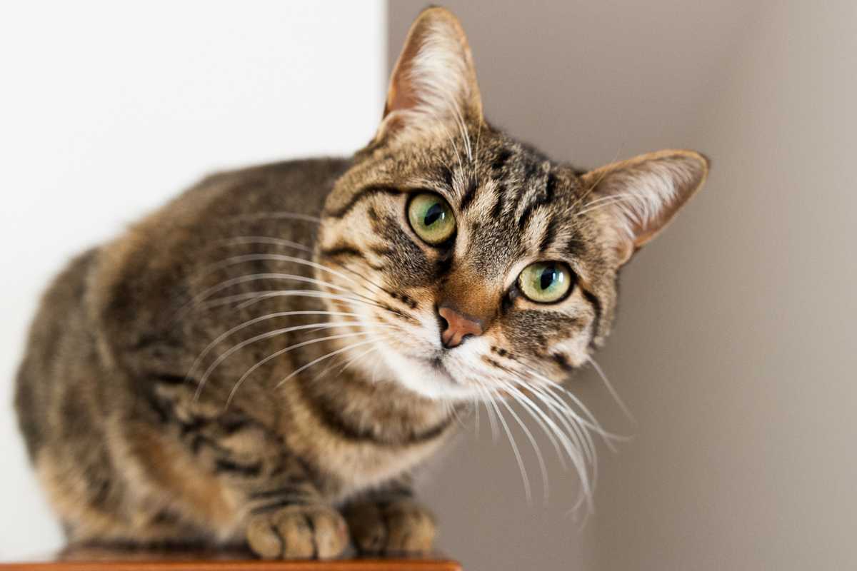 Gatto