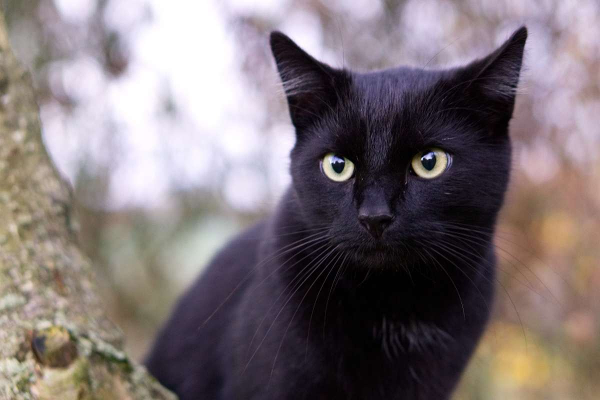 Gatto nero