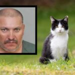 Killer dei gatti