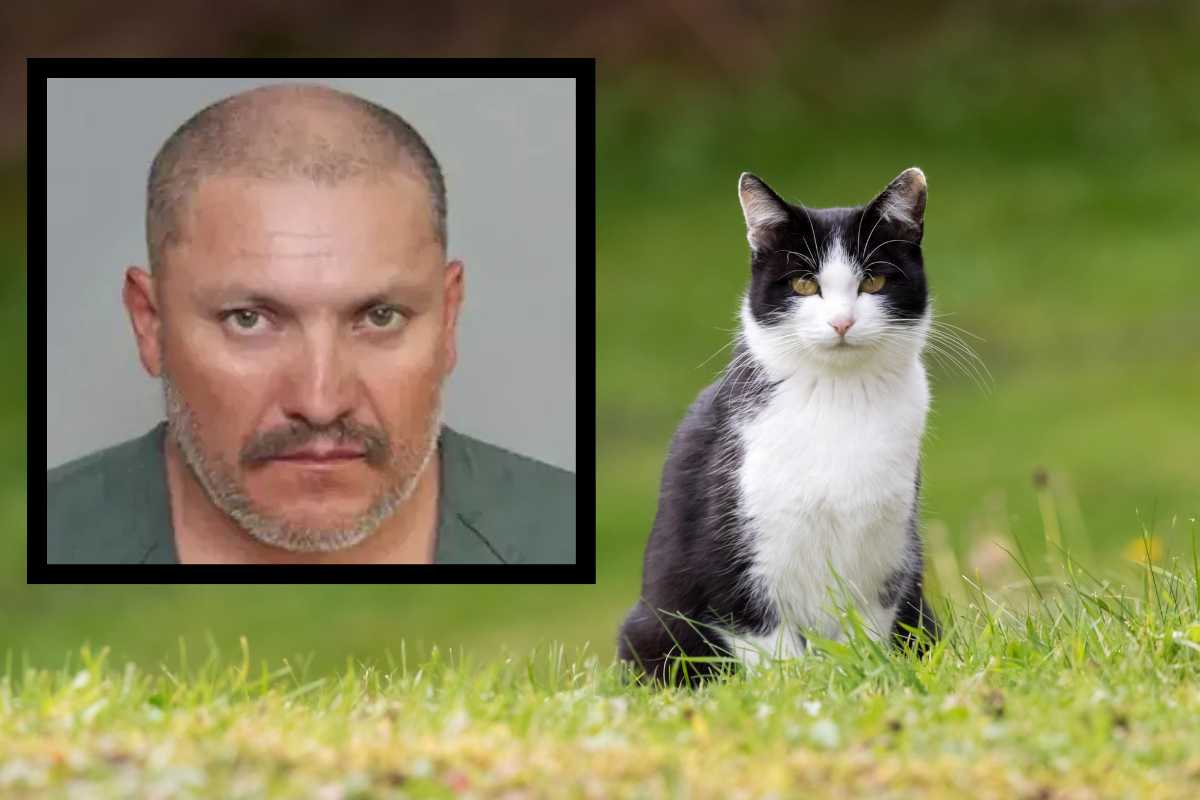 serial killer dei gatti in fuga attenti è un grave pericolo