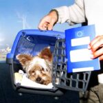 Cane in viaggio