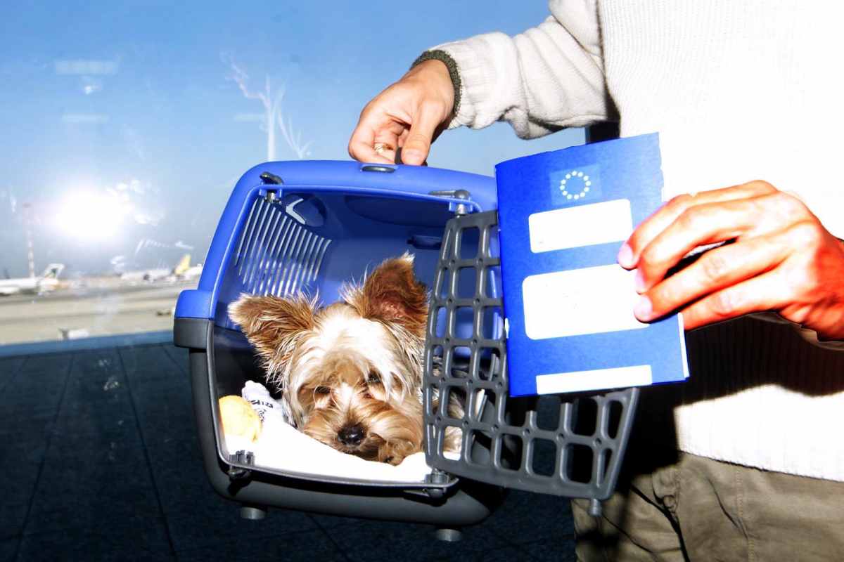 Animali domestici in aereo, un sogno che si avvera: ecco la grande novità Animali domestici in aereo, un sogno che si avvera: ecco la grande novità