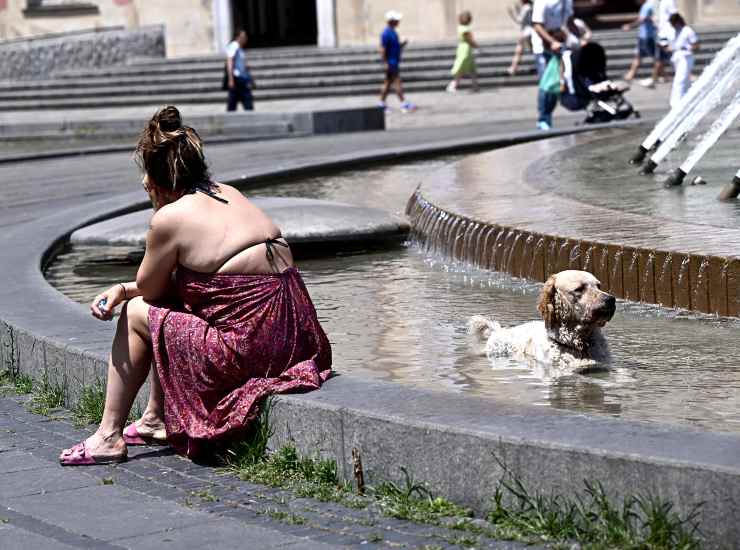 Un cane si rinfresca