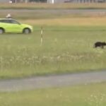 Caccia all'orso in aeroporto