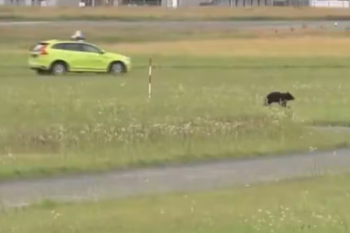 Orso sulla pista in aeroporto, bloccati tutti i voli Orso sulla pista in aeroporto, bloccati tutti i voli