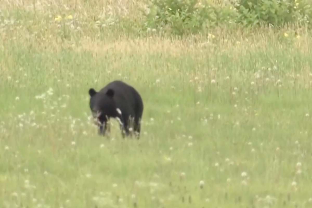 L'orso sulla pista