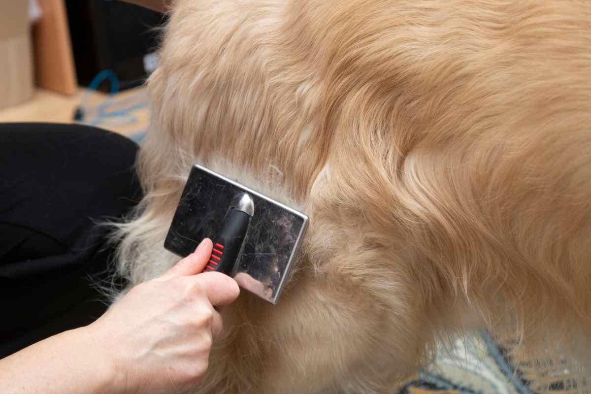 cane spazzolato