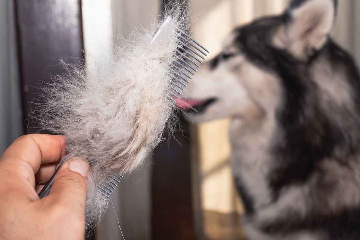 Peli di cane
