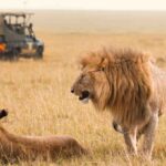 Safari e leoni